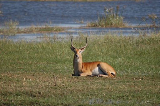 Red lechwe 